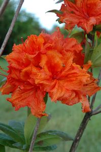 Azalea Melford Flame